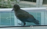 까마귀,야생생물,포획해,새끼,발견,선고,의정부시
