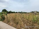 폭염,지역,중국,기록,옥수수,농작물,발생,면화,영향,우려