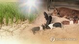 폭염,피해,보상,가입,가입률,안정,기준,지난해,할증,보험료
