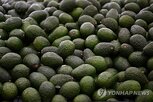 아보카도,중단,미국,멕시코,수출