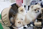 반려견,치매,사육,고령자