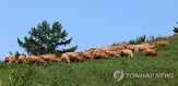 한우,지원,수급,기업,한우산업,시행