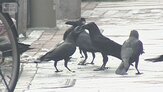 까마귀,감소,도쿄,도심,조류,일본