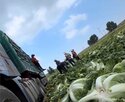 배추,포름알데히드,중국,조사,문제,유통,바오현,확인