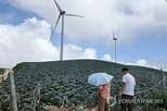 배추,고랭지,민생안정지원단
