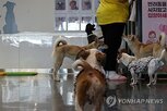 입양,지원,보호소,반려동물,구조,유기동물,기부,사료,해외