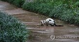 길고양이,돌봄,갈등,진행,동물,지원,협회,운영