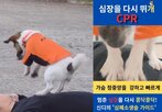 영상,신디,강아지,소방위,동작,사람,활용