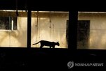 부족,쿠바,동물,로페스,대표,백신