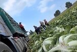 배추,포름알데히드,중국,당국