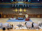 반려동물,프로그램,반려견,사찰음식,체험,동반,플스테이,사찰,여행