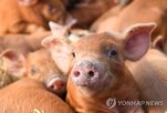 신장,이식,돼지,사람,기능,유전자,환자,편집,연구팀