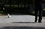 길고양이,스트레스,고양이,재판부