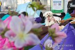 진료,동물병원,피해구제,반려동물
