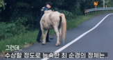 순경,경험,도로