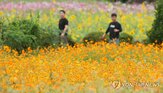 연휴,제주,지난해,항공편