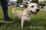 반려동물,농식품부,축제,유실,목줄