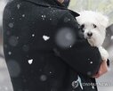 반려동물,체중,대한수의사회,비만,열량,체형,위험