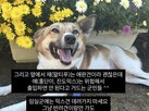 반려견,안전요원,관광객,동반,현장,설명