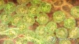 항체,논문,사용,지적,세포노화,연구,연구진