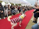 유기견,입양,행사,시민,레드카펫,강아지,임시보호,참여,보호소