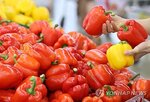 파프리카,샤인머스캣,토마토,농산물,오이