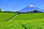 후지산,일본,상품,여행,온천,수요