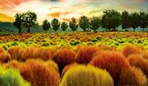 천일홍,코스모스,꽃밭,무료,공원,댑싸리,산책로,풍경