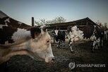 프랑스,감염,바이러스,환자,사례,지역