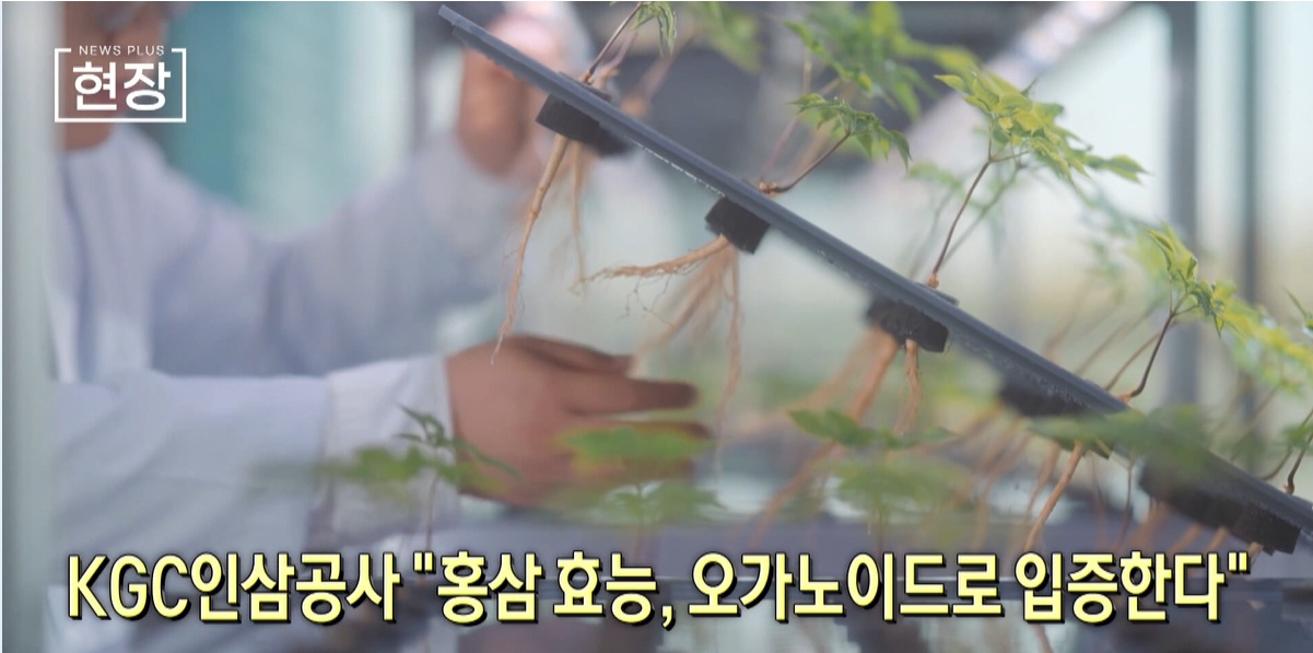 이드,인삼공사,연구,생명연,개발,효능