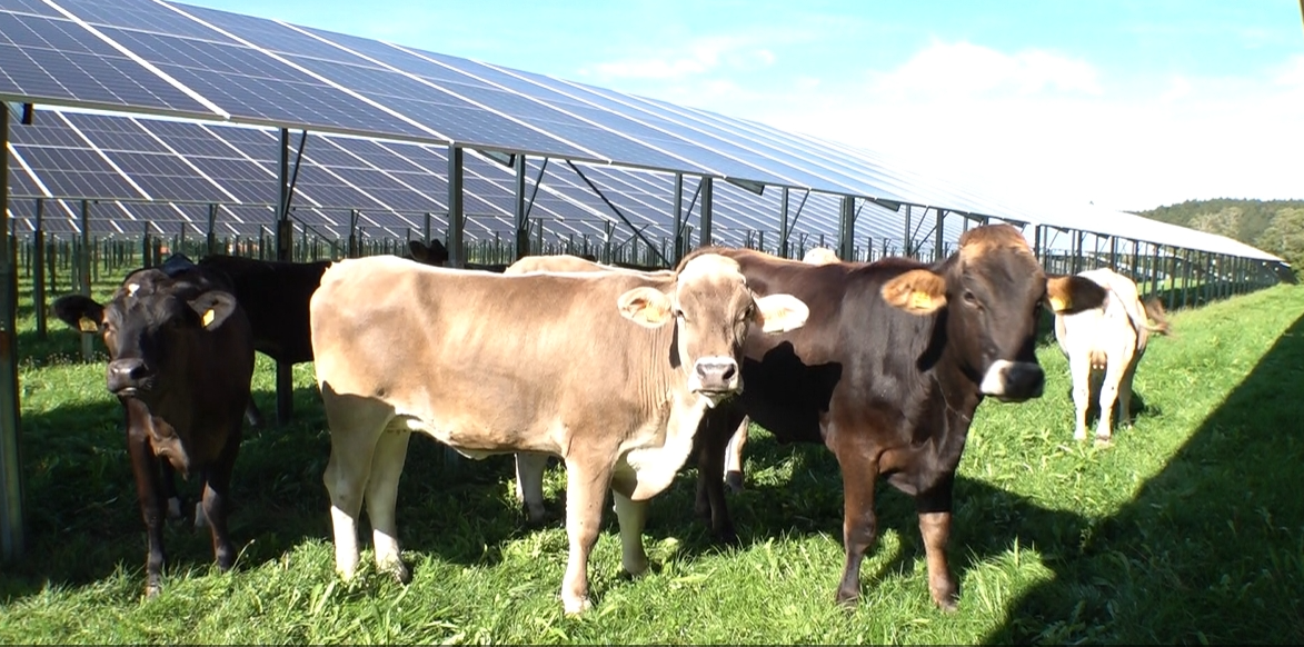 태양광,영농,독일,재생에너지,확대