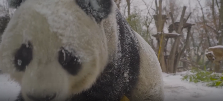 중국,오스트리아,동물원,자이언트