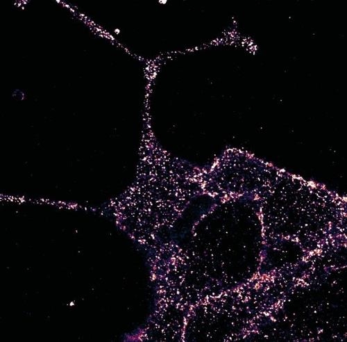 췌장 베타 세포의 GLP1R 수용체 (사진=버밍엄대)