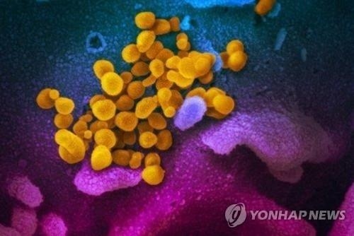 신종 코로나바이러스 전자 현미경 영상. (사진=미 NIH 국립 알레르기 감염병 연구소/연합뉴스)