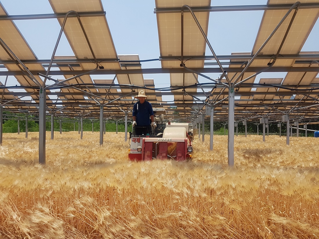 영농형 태양광이 설치된 농지에서 농민이 트랙터를 운전하고 있다