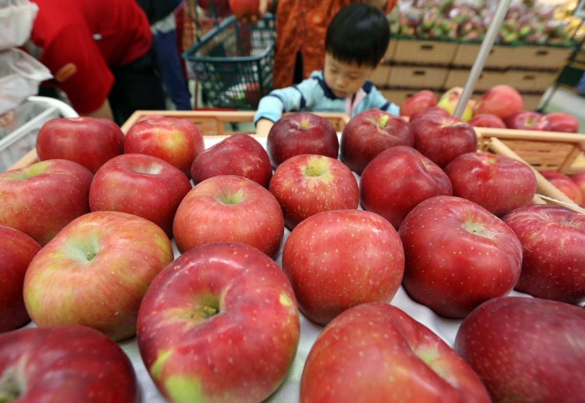정부가 사과 가격 안정을 위해 12월까지 계약물량을 조기 출하하고 ‘못난이 사과’ 시장 출하를 확대하기로 했다. (사진:연합뉴스)