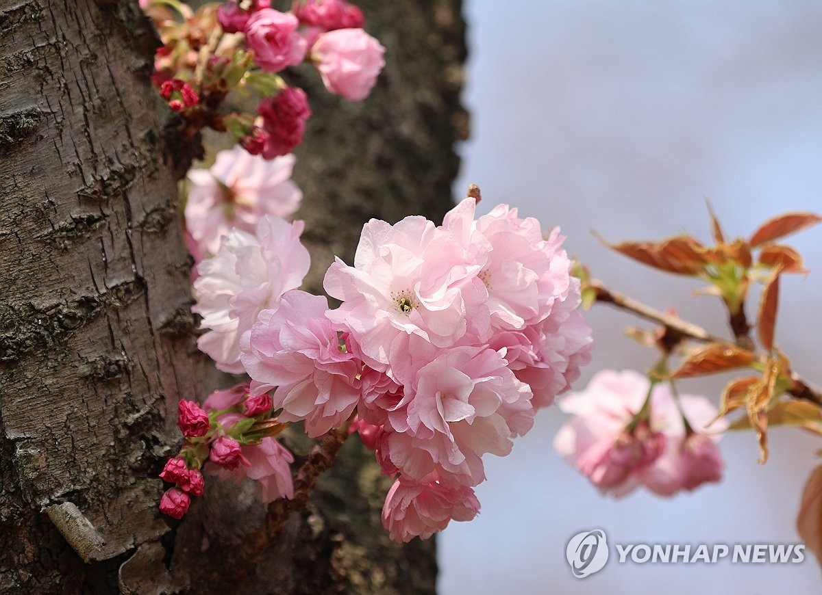 25도까지 오르는 봄날주말엔 요란한 비