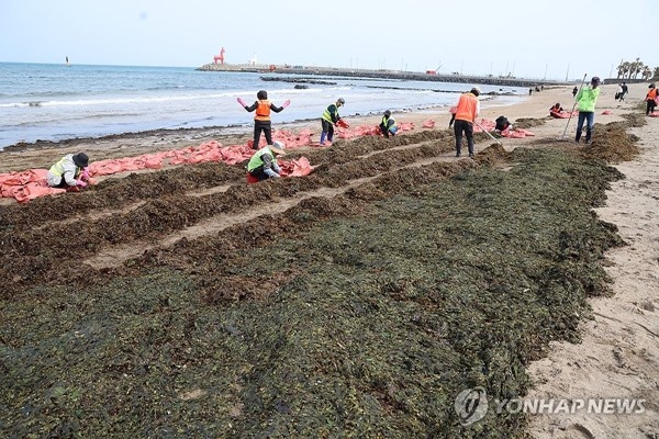 백사장 덮친 미역더미제주해변 날벼락 