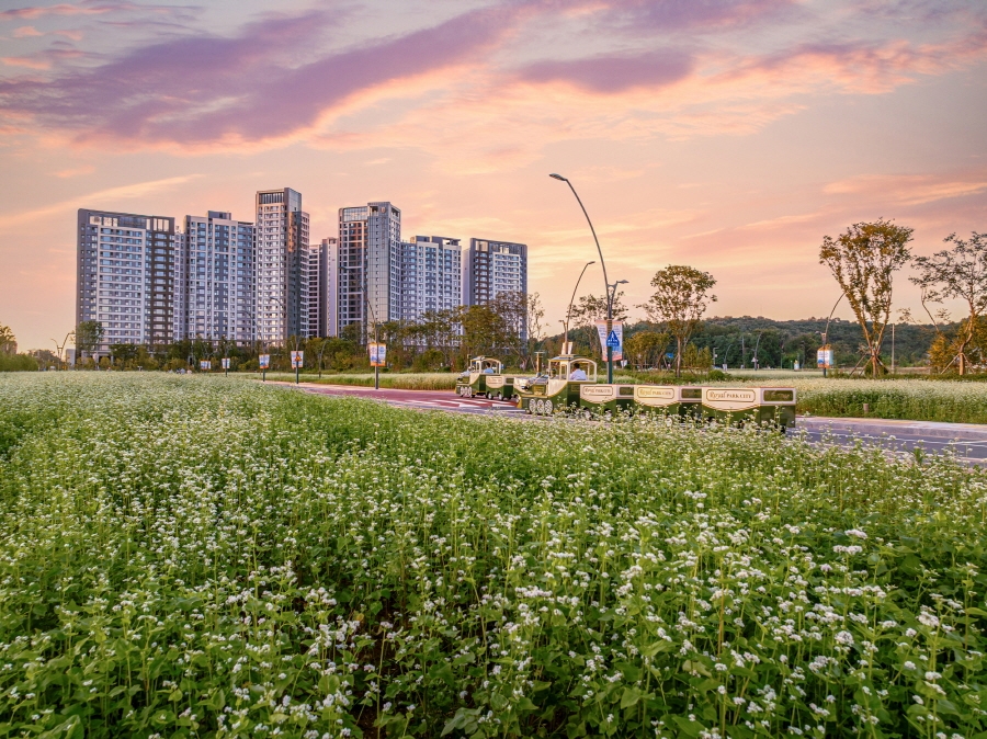9월 20일부터 인천 도심에서 국내 최대규모의 '검단 메밀꽃·황토 십리길'이 개장하며 행사 기간 로열 트레인 투어 및 황톳길 맨발 걷기, 불꽃놀이 등 다채로운 행사가 펼쳐진다. 